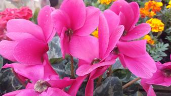 Flower Nature Garden