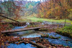 Nature Autumn Tree Monolithic Part