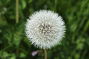 Dandelion Plant Nature