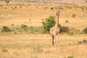 Safari Savanna Wildlife