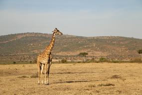 Safari Giraffe Nature
