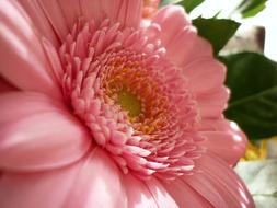 Flower Gerbera The Delicacy