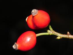 Autumn Flower Rose Hip