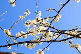 Branch Tree Cherry Wood Blue