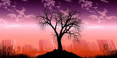 Tree Nature Landscape Old