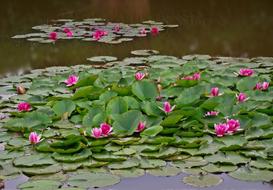Flower Water Lilies Plant