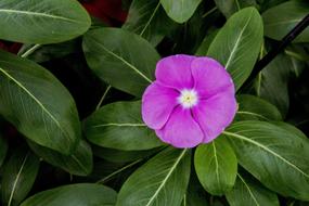 Kiss-Turkish Balsamina Peck