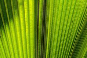 Palm Leaf Tropical