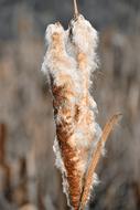 Cattail Reed Flying Seeds Pond