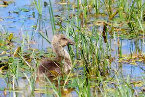 Nature Waters Goslings