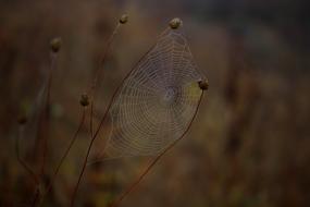 Spider Web Wet Hooked
