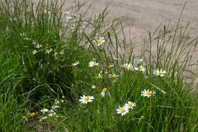 Daisies Summer Grass