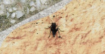 Nature Animalia Insect