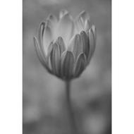 Lotus Flower Black And White