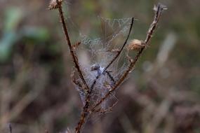 Spider Web Hooked closeup photo