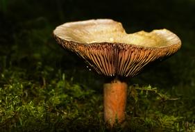 Mushroom Forest Moss