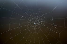 Spider Web Wet Hooked