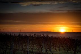 Vineyards at Sunrise view