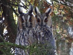 Owls Long Eared Owl Raptor