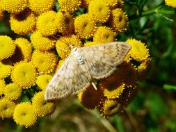 Moth on yellow flowers in summer