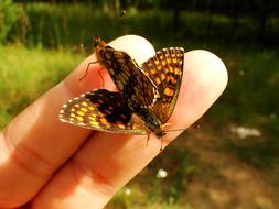 Nature At The Court Of Butterfly