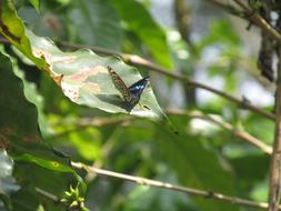 Nature Flying Forest