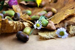 Autumn Leaves Acorns Dried