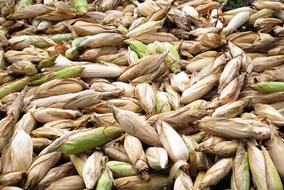Corn Cob Agriculture