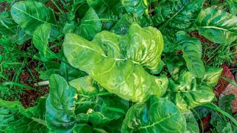 Fresh spinach in the garden