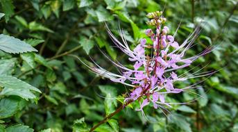 Misai Kucing Tea Cats Whiskers