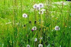 Grass Meadow Flower