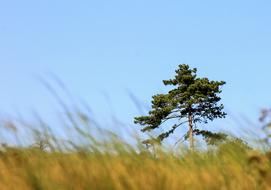 Lonely Tree Black Pine