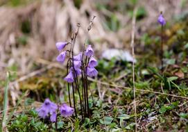 Purple Flower Alpine Flowers