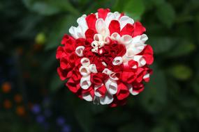 Dahlias Georginie Colorful Flowers