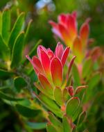 Red Pagoda Protea Flowers Pink