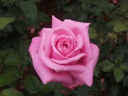 Flower Rose Pink