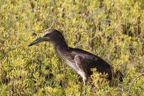 Nature Animal World Bird