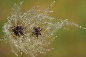Nature Same Close Up