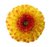 Dahlia Blossom Bloom