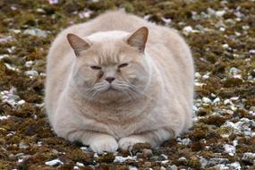 Cat Pet Fauna