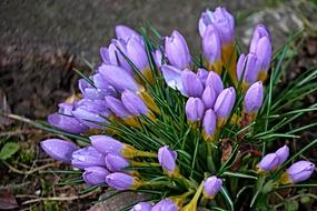 Crocus Spring Lenz Early