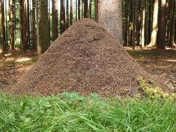 Ant Hill Ants Forest