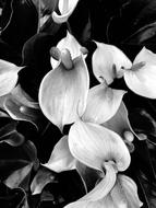 Nature Flower Desktop