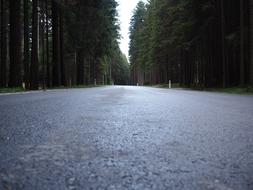 Road Forest Mood Trees