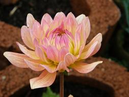 Dahlia Garden Dalia