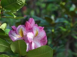 Rhododendron Flower Pink