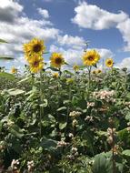 Sunflower Yellow Summer