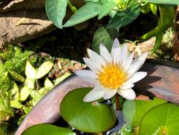 Nature Plant Green Leafy Sub White