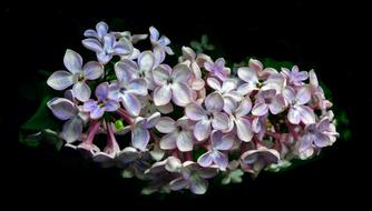 Flower Without Sprig