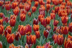 Tulip Flower Garden